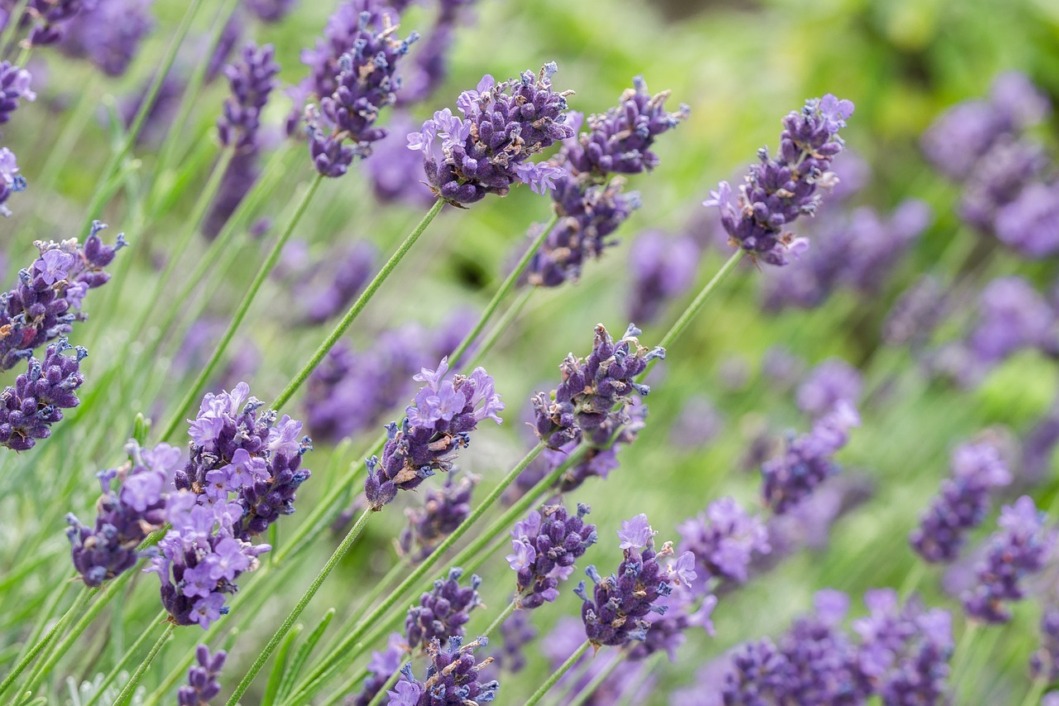 Lavanda