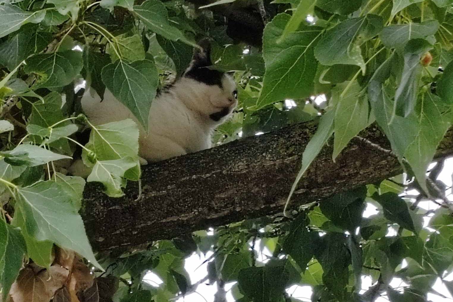 Mačak na stablu