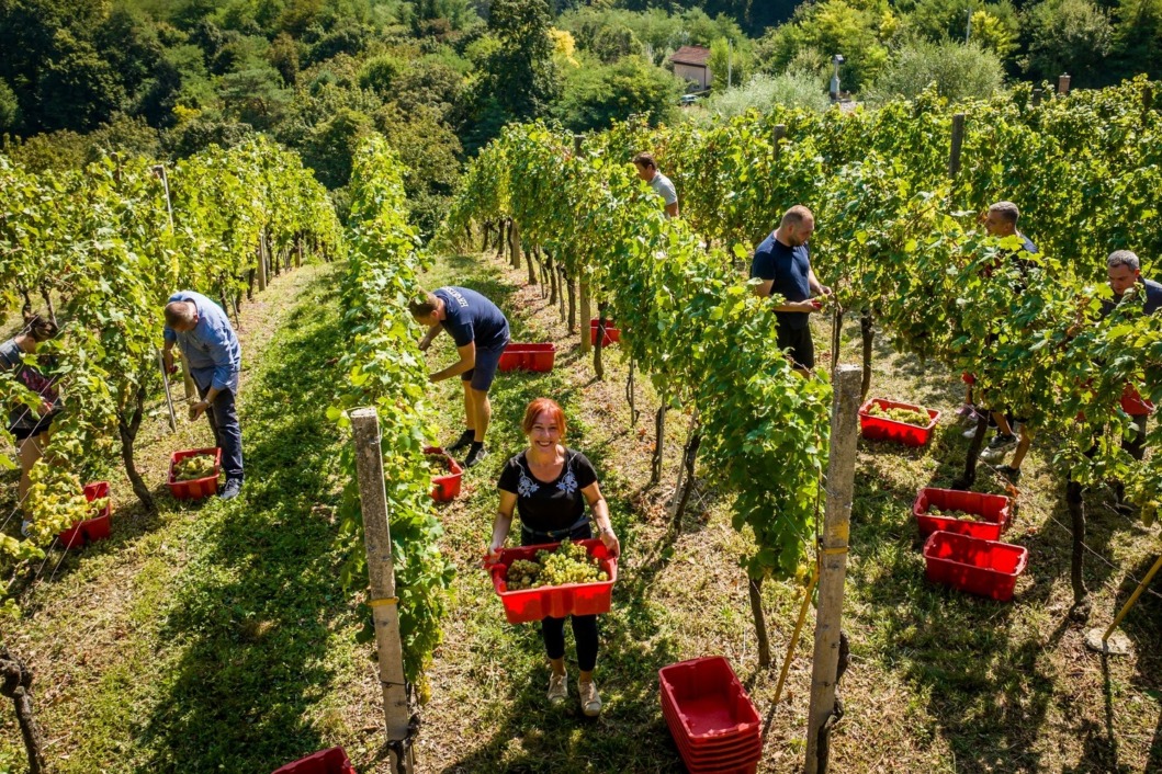 Županijska berba kod obitelji Furjan