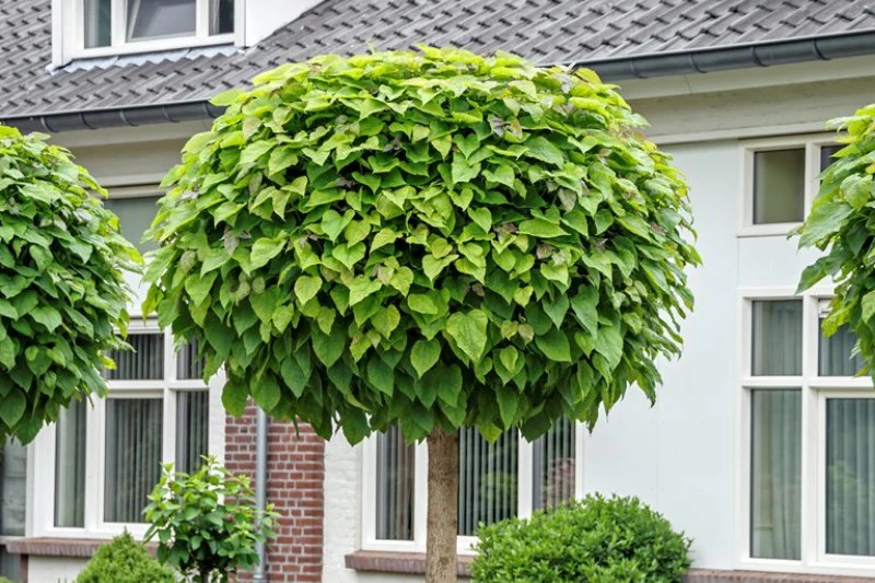 Catalpa Nana