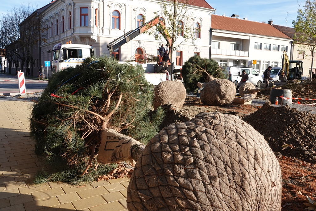 Sadnja zelenila na novouređenom Trgu svetog Jurja u Đurđevcu