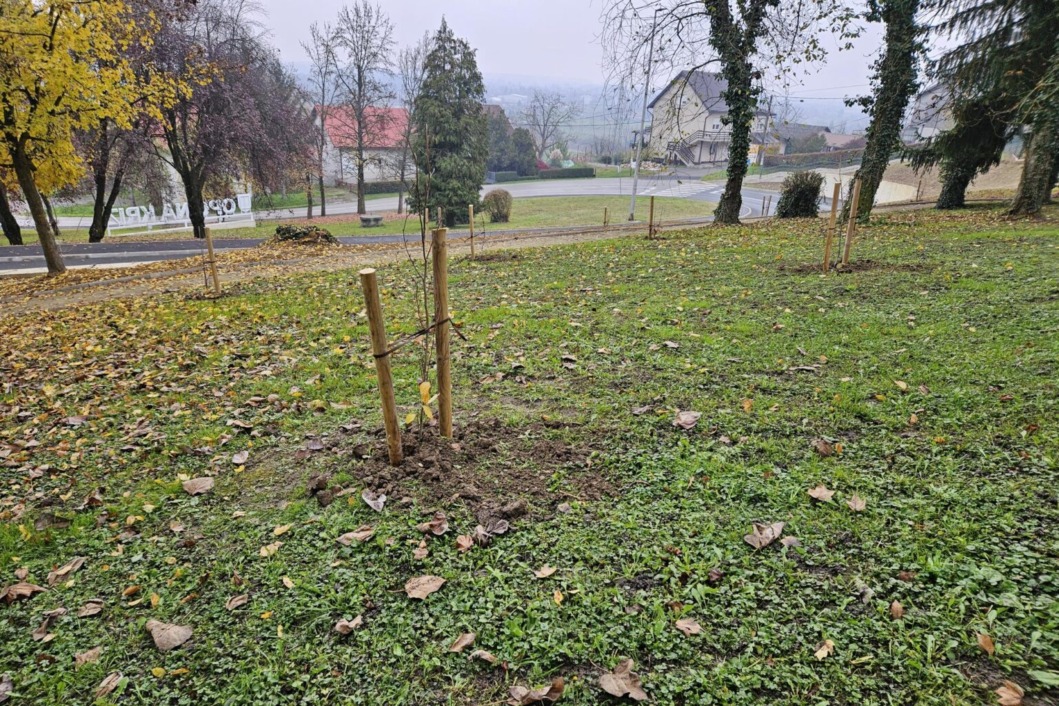 Sadnja stabala na području općine Križ