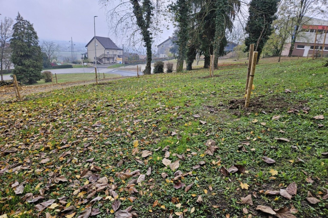 Sadnja stabala na području općine Križ