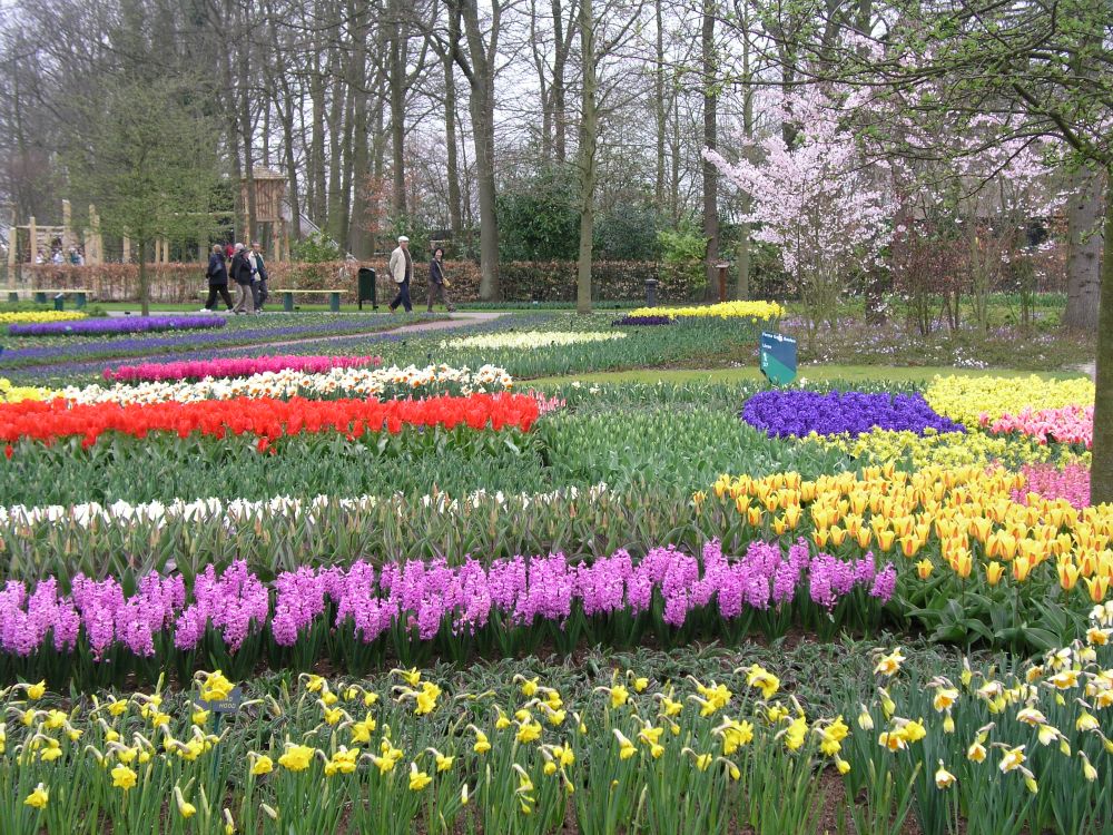 Keukenhof cvijeće