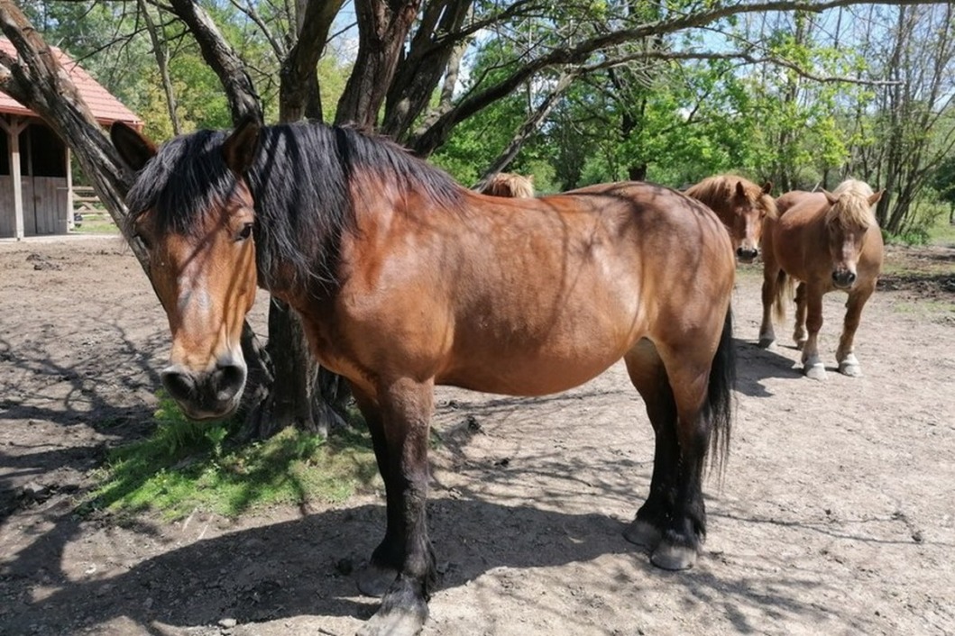 Međimurski konj